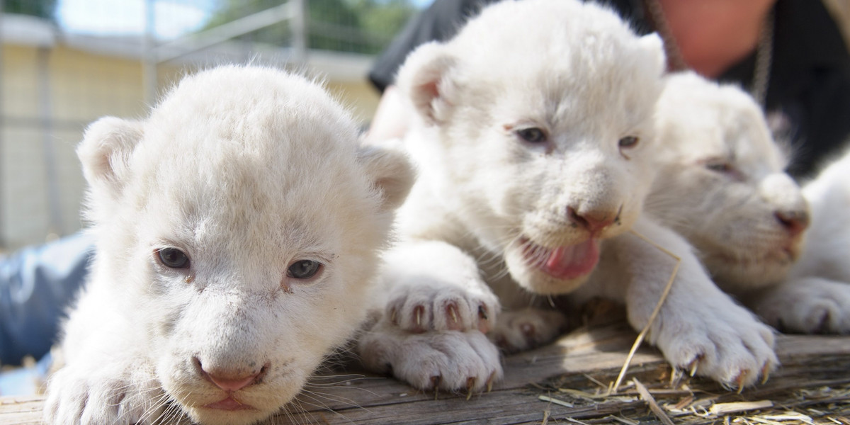 W Niemczech urodziły się białe lwiątka.