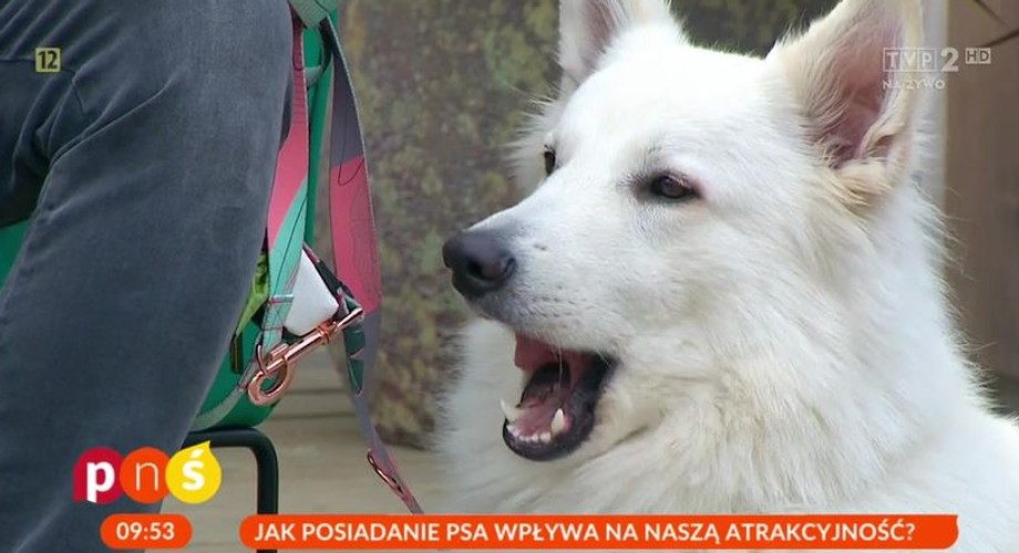 Jak posiadanie psa wpływa na naszą atrakcyjność? Ekspertka Sympatii w "Pytaniu na śniadanie"