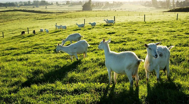 Csodát tesz az egészséggel: ezért kellene innod minden nap kecsketejet Fotó: Getty Images