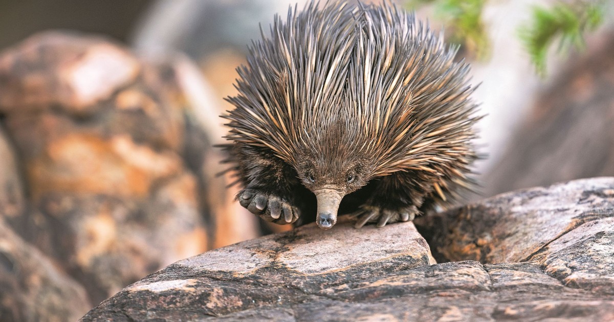 Tego ssaka pokrywają grube kolce. Ale to nie jest jego najdziwniejsza cecha