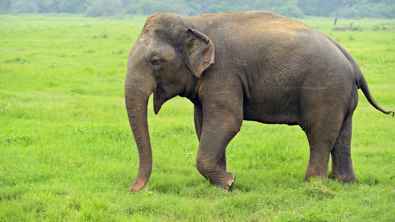 Wszystkie słonie zagrożone są wyginięciem. Naukowcy alarmują - Podróże