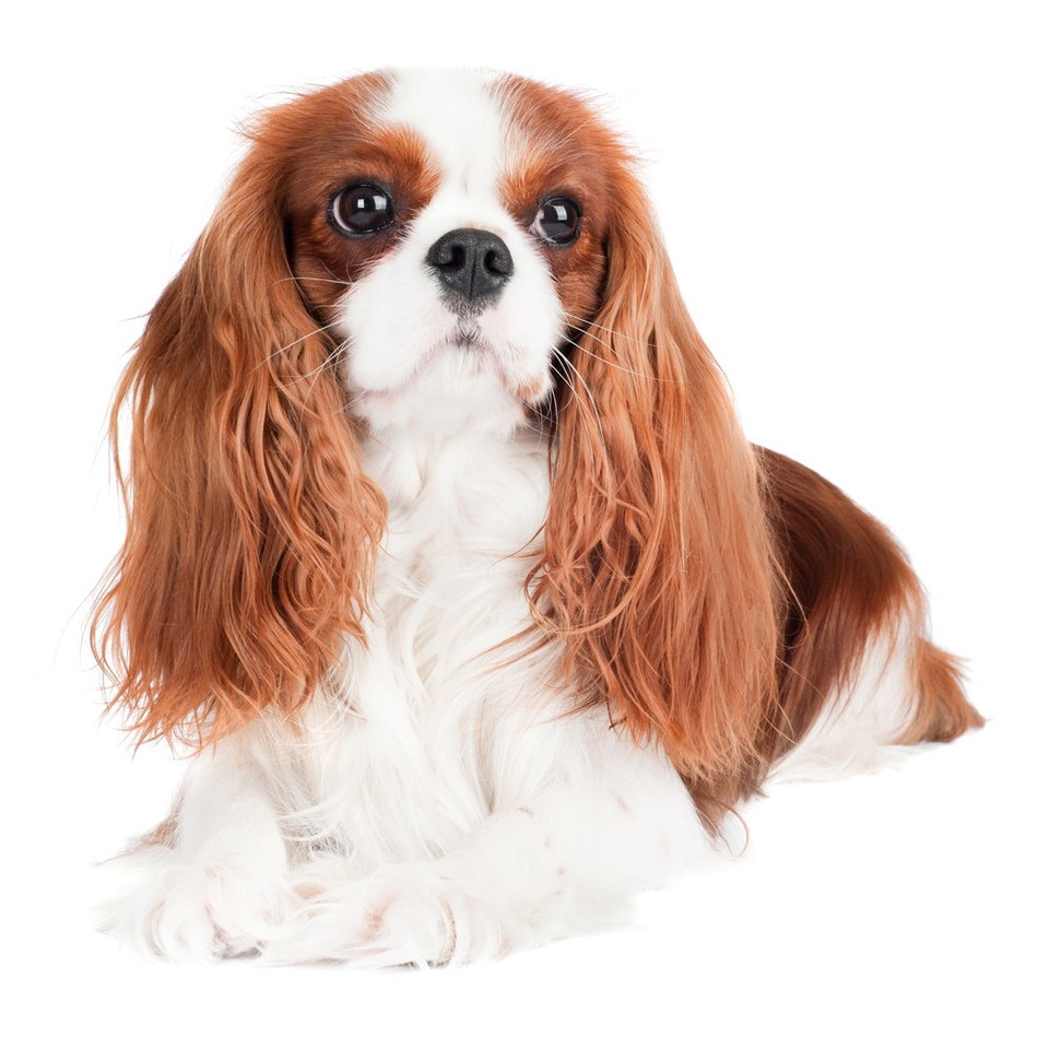 6. Cavalier king charles spaniel