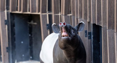 Taki cudak trafił do łódzkiego zoo. Nie uwierzysz, jaki z niego siłacz