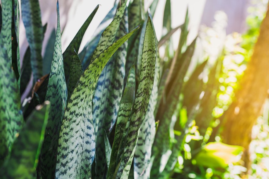 Sansevieria sprawdzi się w mieszkaniu o małej ilości światła - JK2507/stock.adobe.com