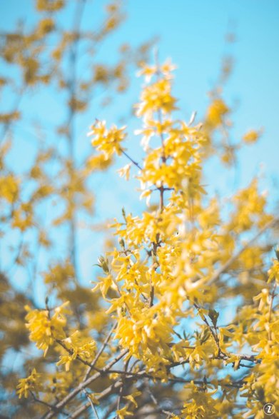 Forsycja (Forsythia)