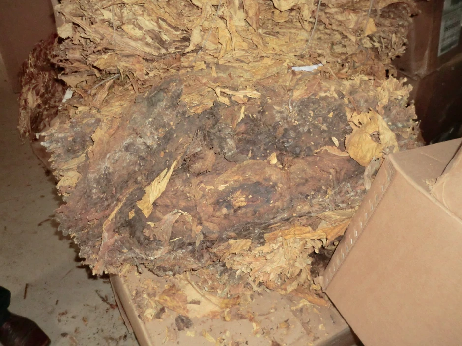 Velika količina duvana propala