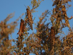 Władze Sardynii zmagają się z szarańczą. Do walki rzucono wojsko i drony