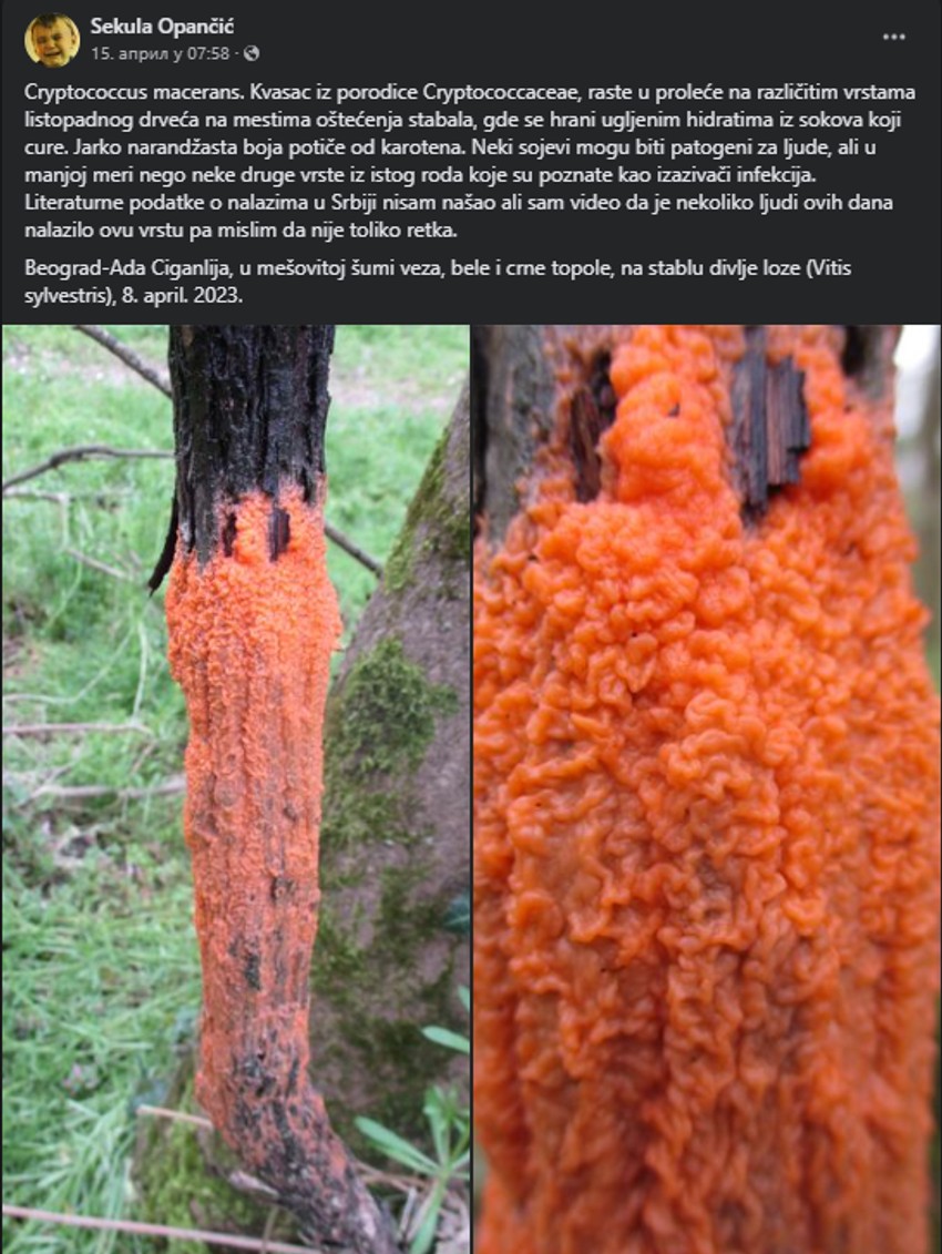 Čudna priroda na Adi Ciganliji