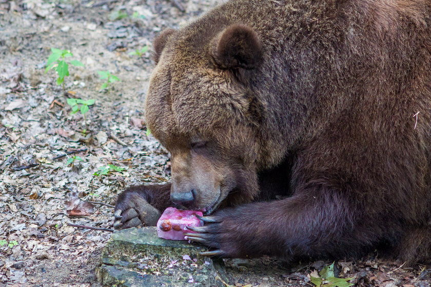 Upał w zoo