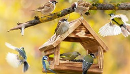 Kiedy przestajemy dokarmiać ptaki? Jak można pomagać im wiosną?