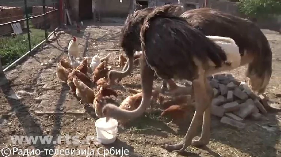 Nojevi porodice Skočić