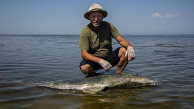 Delfiny czarnomorskie ofiarami rosyjskiej napaści na Ukrainę