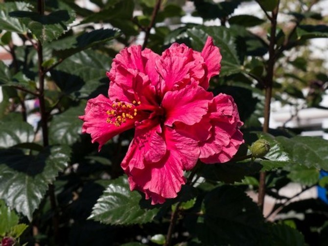 Hibiskus