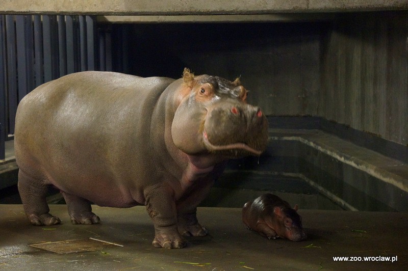 Mały hipopotam nową atrakcją zoo we Wrocławiu