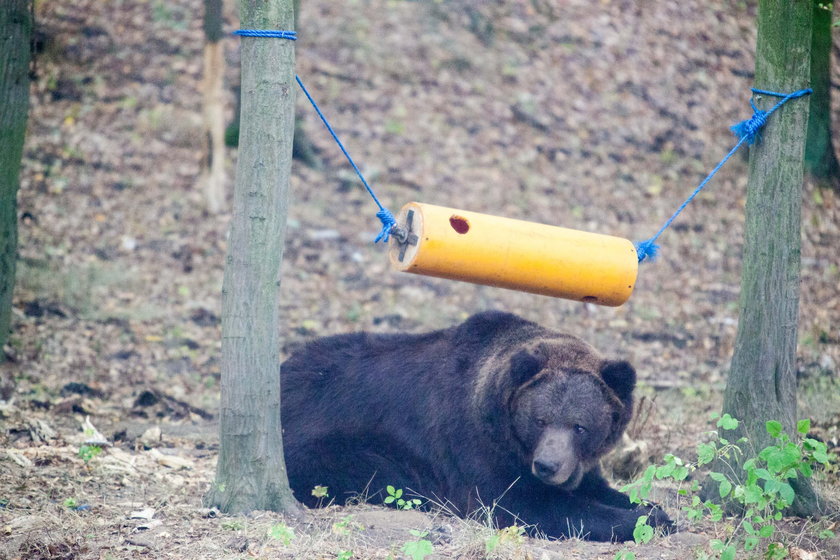 Nowa zabawka niedźwiadków w zoo