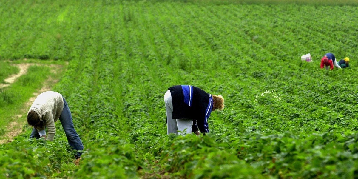 Pracowników sezonowych nie obejmą przepisy dot. płacy minimalnej