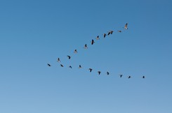 Dziwne zachowanie ptaków nad Polską. Eksperci tłumaczą, co się dzieje