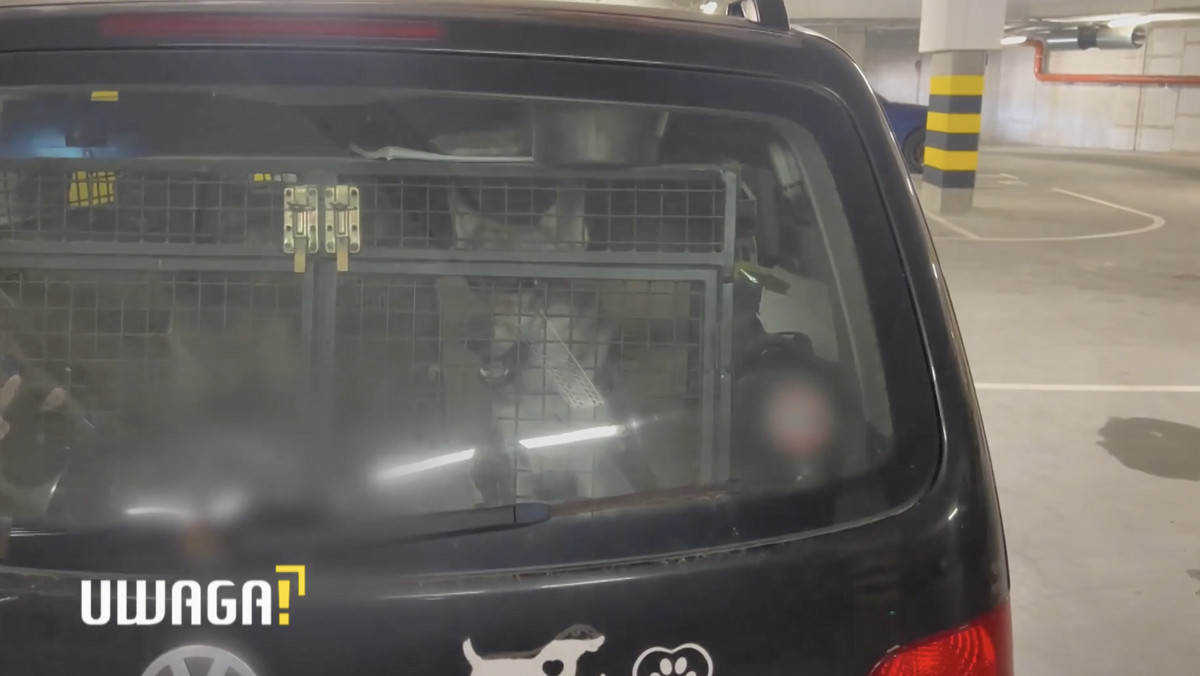 Kilka tygodni trzymała psy w samochodzie na parkingu. "To forma tortur"