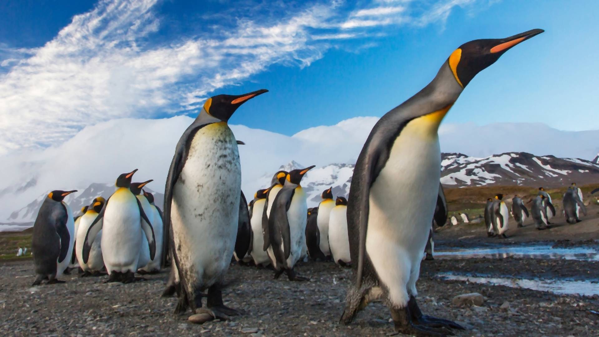 Druhá najväčšia kolónia tučniakov na Antarktíde vyhynula