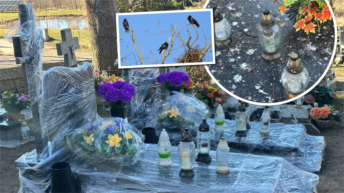 Gawrony i kawki opanowały cmentarz. Mieszkańcy mają dość. 