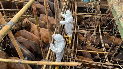 Do Polski dotrze groźny wirus? Minister ogłasza 'nadzwyczajną mobilizację'