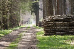 Polskie lasy uratują polskie drogi. "Lepszy rydz niż nic"