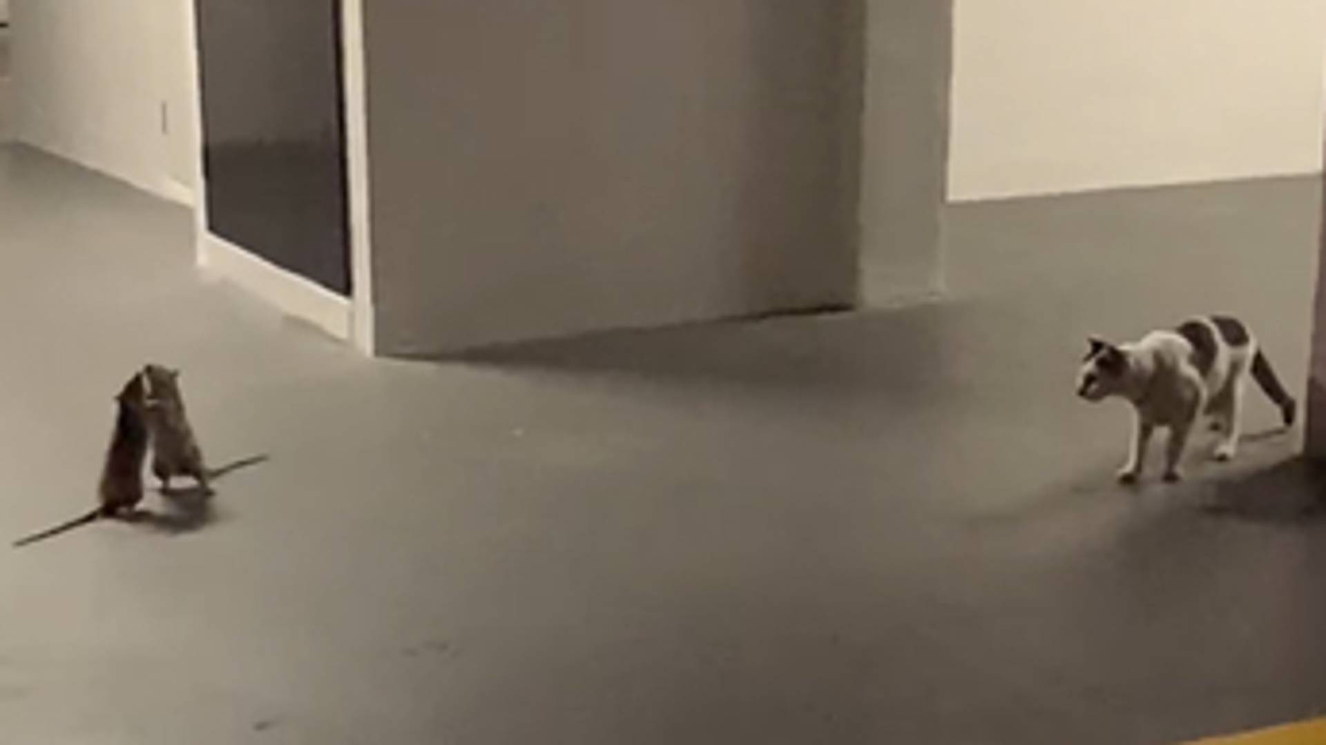Legendäres Video: Ratten liefern sich Streetfight – Katze schaut zu