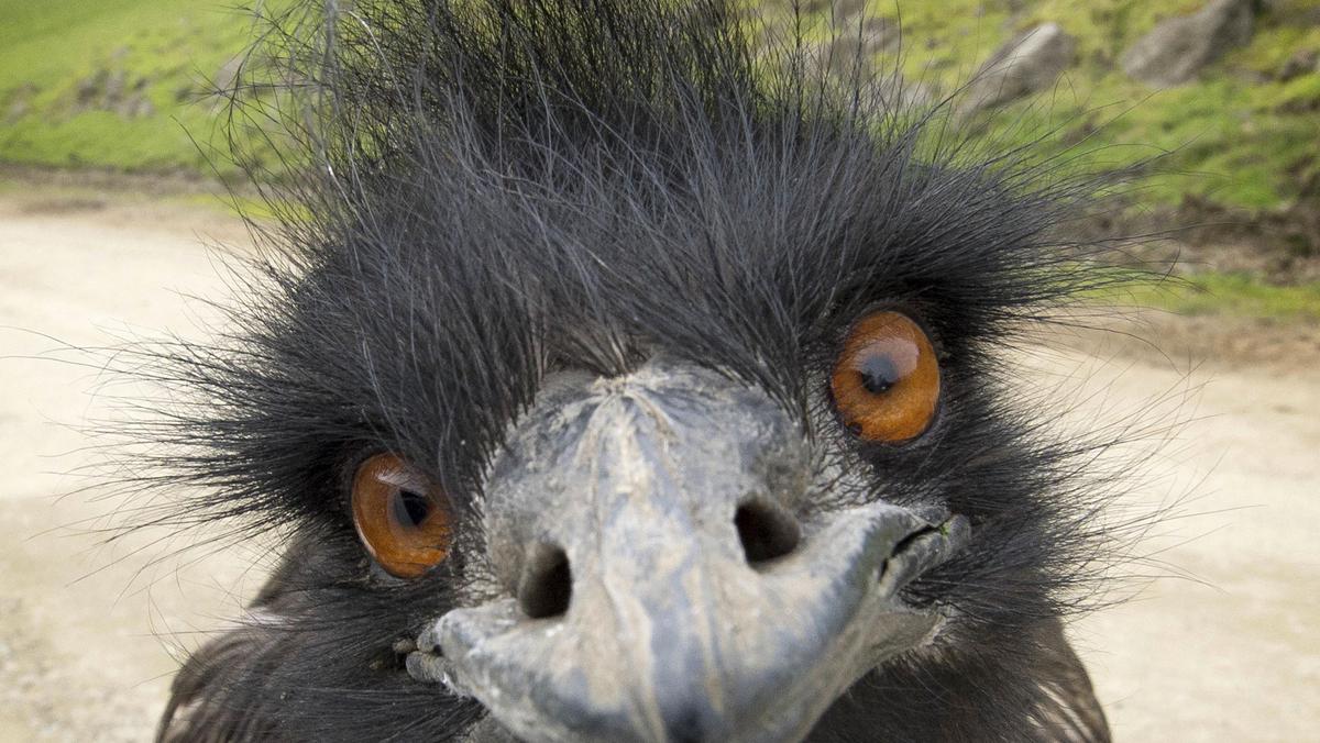 Emu