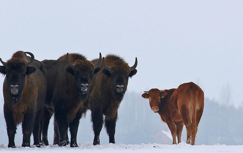 Krowa na gigancie zagraża żubrom