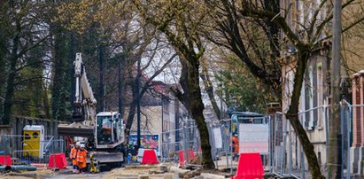 Wytną drzewa na Piekarskiej w Bytomiu. Jest bunt społeczników