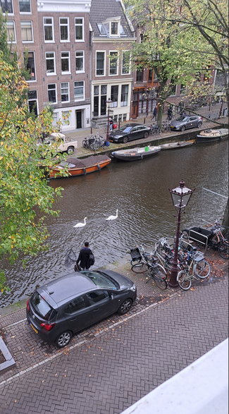 Łabędzie w Amsterdamie
