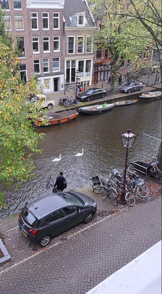 Łabędzie w Amsterdamie