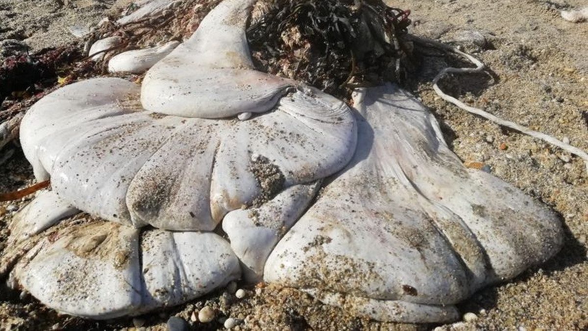 Tajemnicze znalezisko na plaży: "Wygląda jak obcy z horroru"