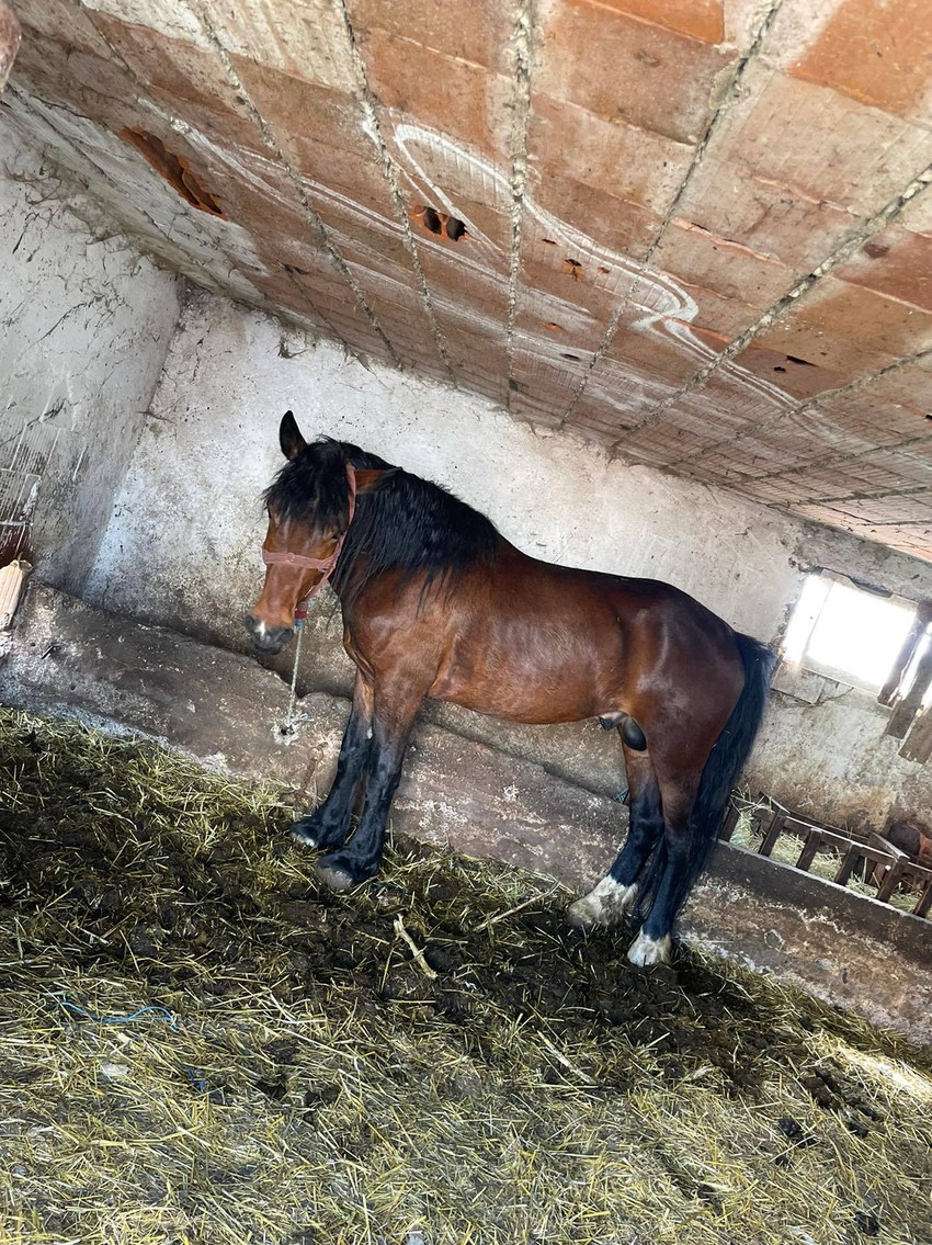 Konj Marko ukraden je u subotu, a kamere su snimile kradljvice