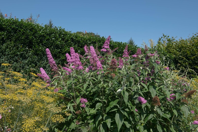 Budleja Dawida Pink Delight - różowa odmiana