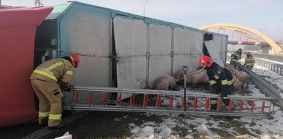 Samochód ze świniami przewrócił się na A1. Zwierzęta rozbiegły się po autostradzie!