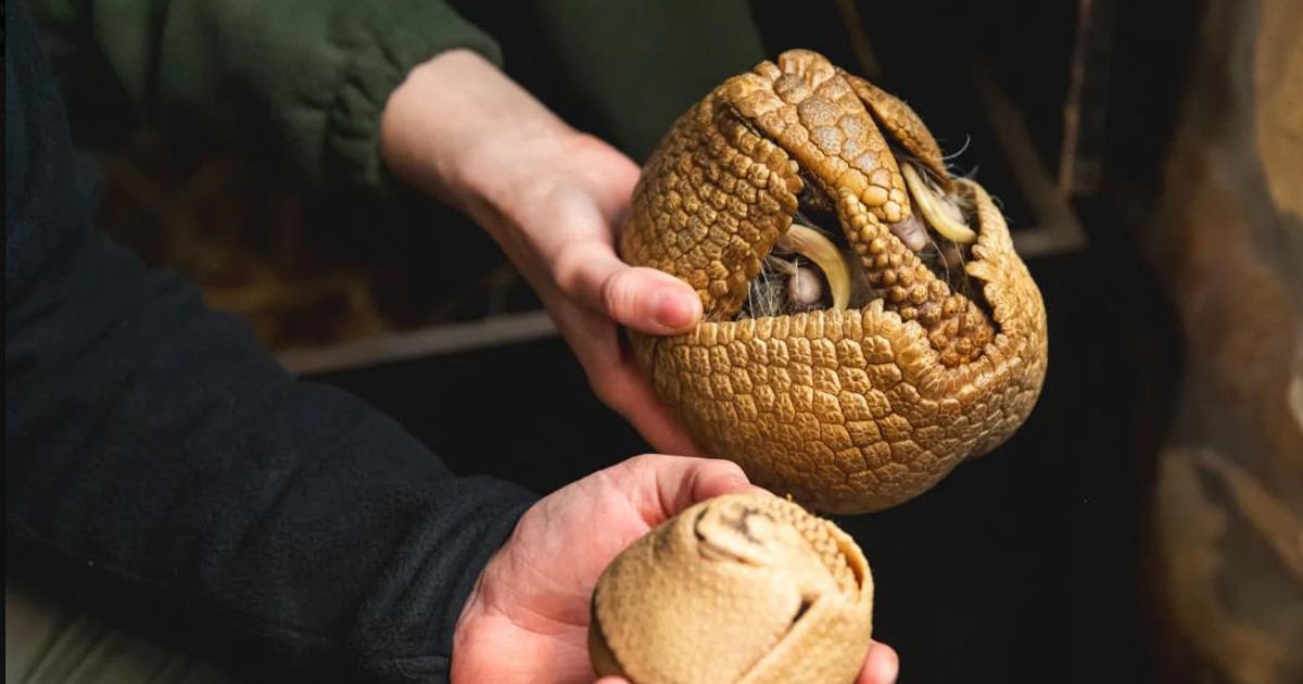 Ale śliczna pancerna kuleczka! Nowy lokator wrocławskiego zoo