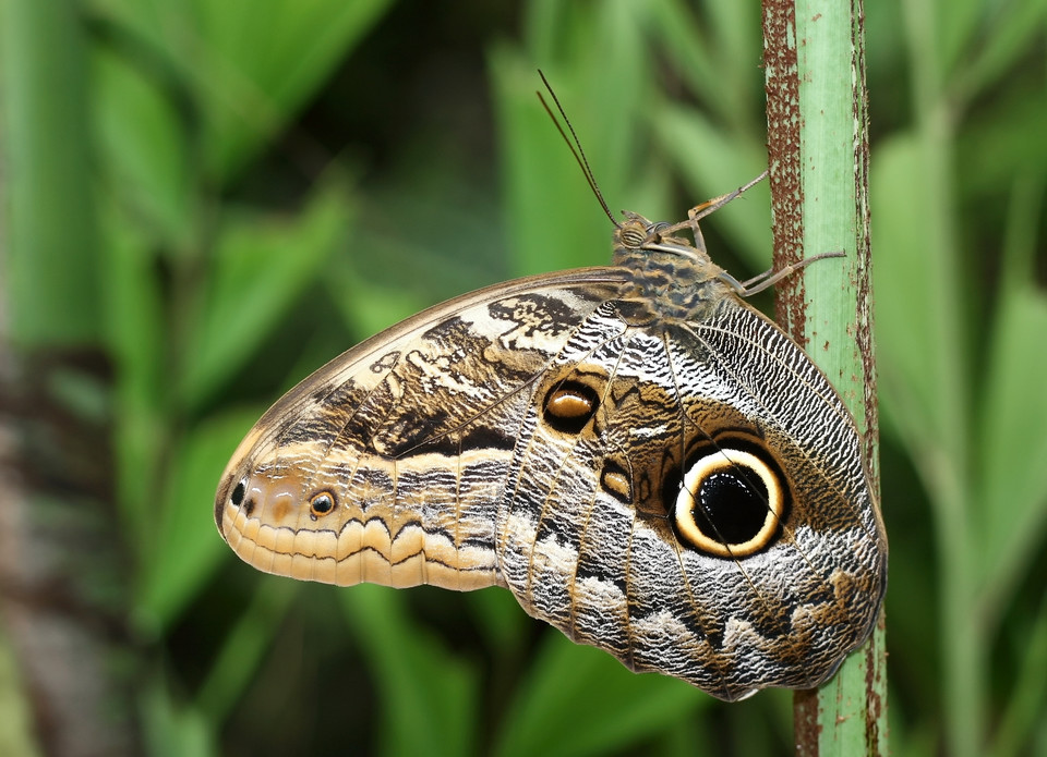 Caligo memnon