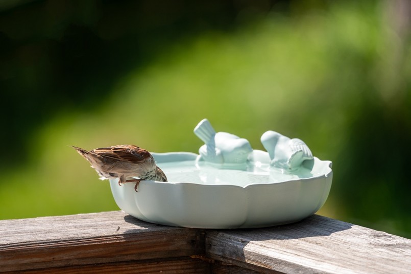 Ceramiczne poidło dla ptaków dostępne w sklepach