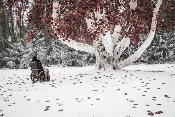 Bren Stark i vateno drvo