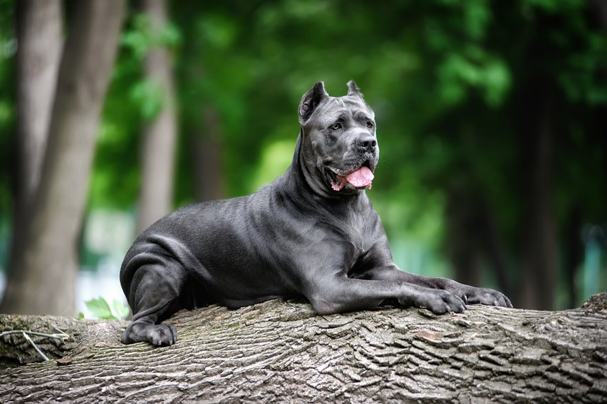 Cane corso to pies pochodzący z Włoch - Kseniia/stock.adobe.com