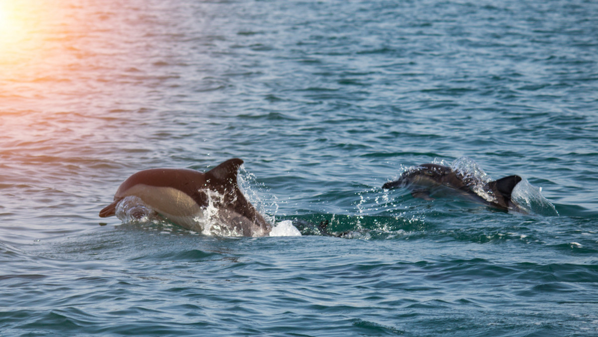 To koniec rzezi delfinów? Rząd Wysp Owczych wprowadza ograniczenia