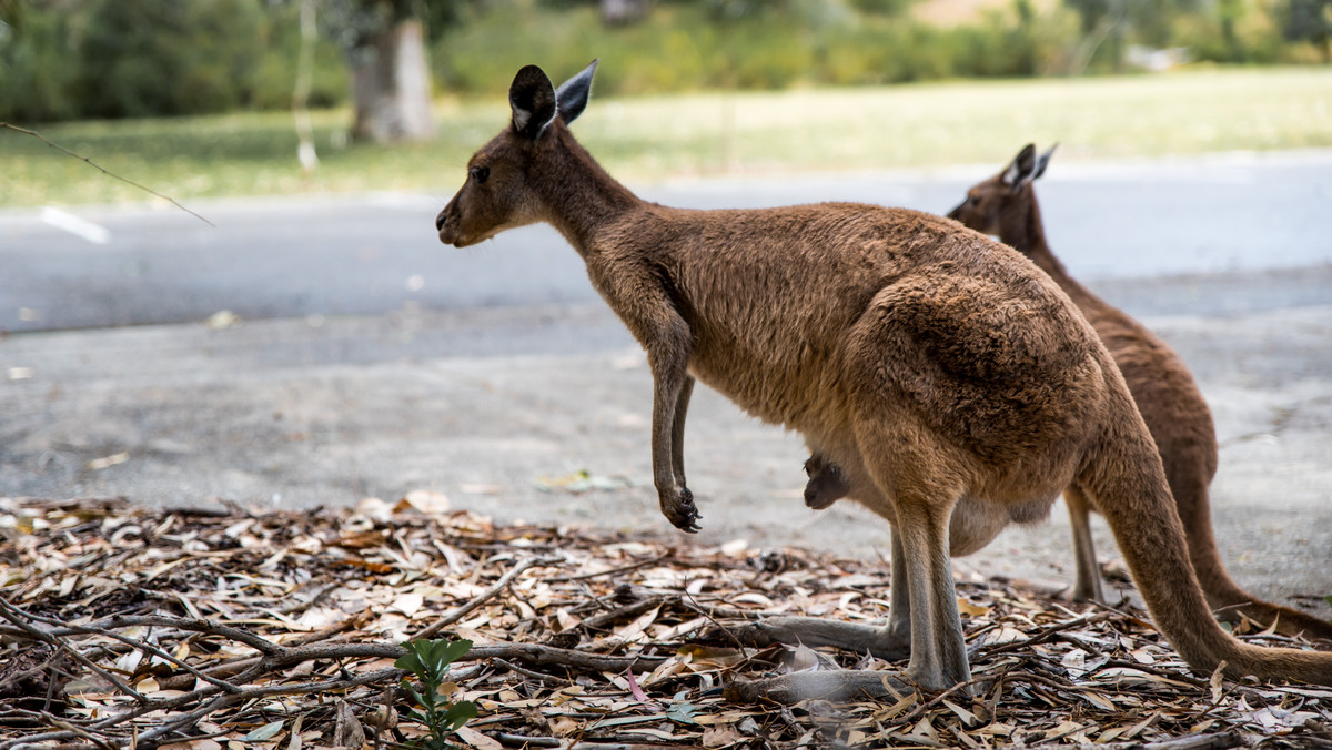 Kangury z Australii otrzymały torby z Katowic. Zastępują im matczyne kieszenie