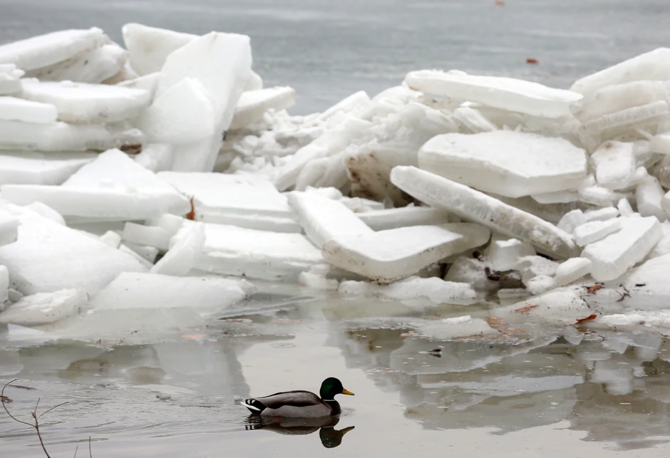 Led na zemunskom keju 2017.