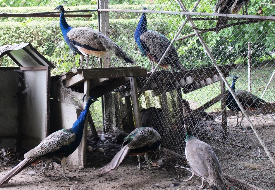 Jato paunova u Rogoljima