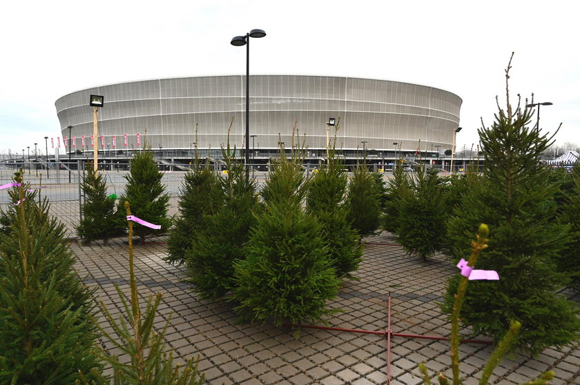 Choinki przy Stadionie Wrocław