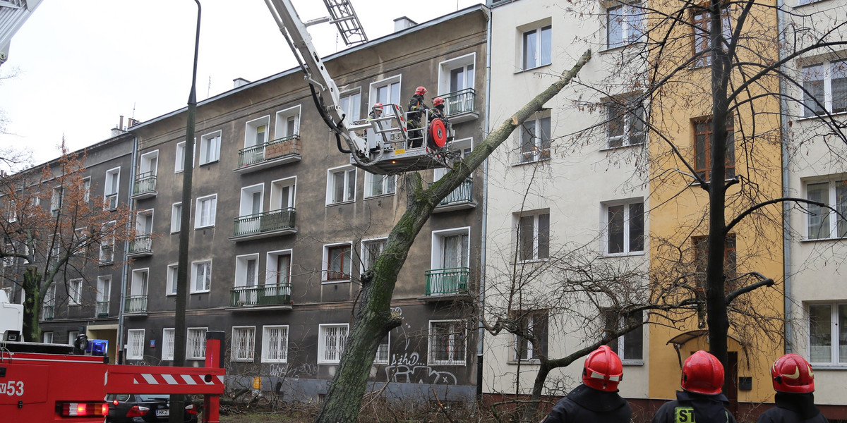 WARSZAWA KAZIMIERZOWSKA DRZEWO 