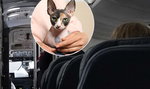 To się w głowie nie mieści! Pasażerka samolotu karmiła kota swoją piersią. „Wyglądał jak dziecko”
