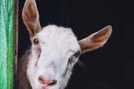 curious hornless goat