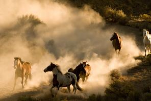 Mustangi